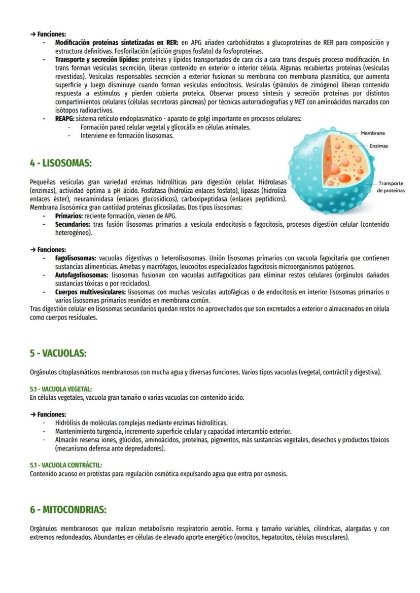 TEMA 8 - ORGÁNULOS MEMBRANOSOS:
1- TIPOS ORGÁNULOS MEMBRANOSOS:
Sistema endomembranas: vesículas membranosas relacionadas entre sí y con mem