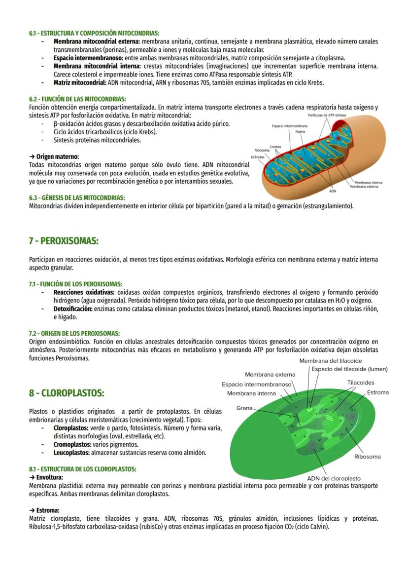 TEMA 8 - ORGÁNULOS MEMBRANOSOS:
1- TIPOS ORGÁNULOS MEMBRANOSOS:
Sistema endomembranas: vesículas membranosas relacionadas entre sí y con mem