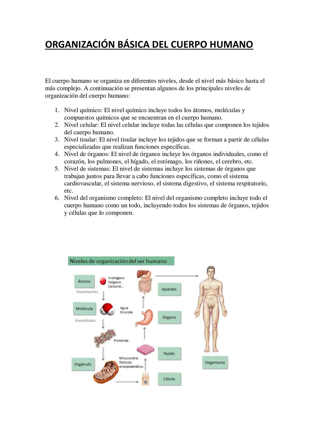 # ORGANIZACIÓN BÁSICA DEL CUERPO HUMANO

El cuerpo humano se organiza en diferentes niveles, desde el nivel más básico hasta el
más complejo