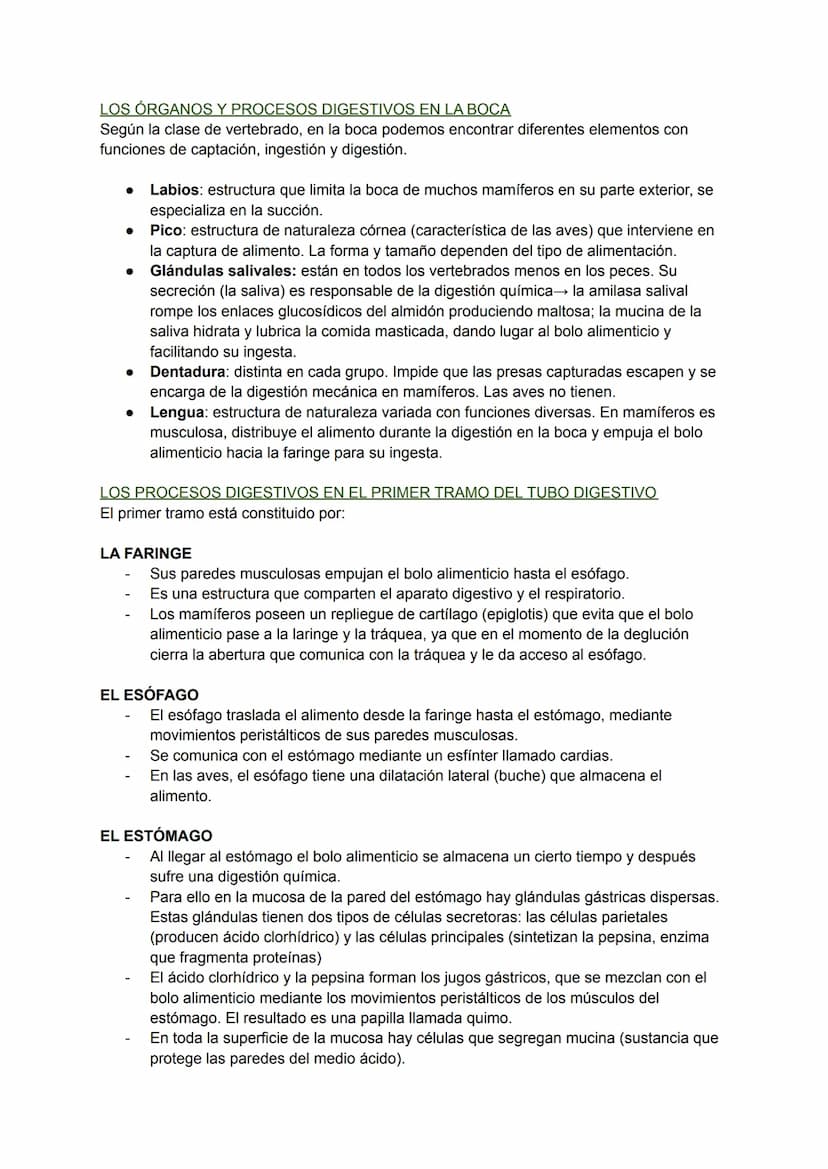 LOS PROCESOS DIGESTIVOS
La nutrición de los animales es de tipo heterótrofa.
BIOLOGÍA TEMA 8
En animales sencillos (ej: poríferos, cnidarios