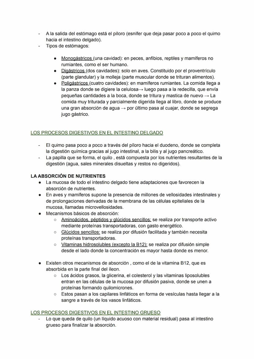LOS PROCESOS DIGESTIVOS
La nutrición de los animales es de tipo heterótrofa.
BIOLOGÍA TEMA 8
En animales sencillos (ej: poríferos, cnidarios