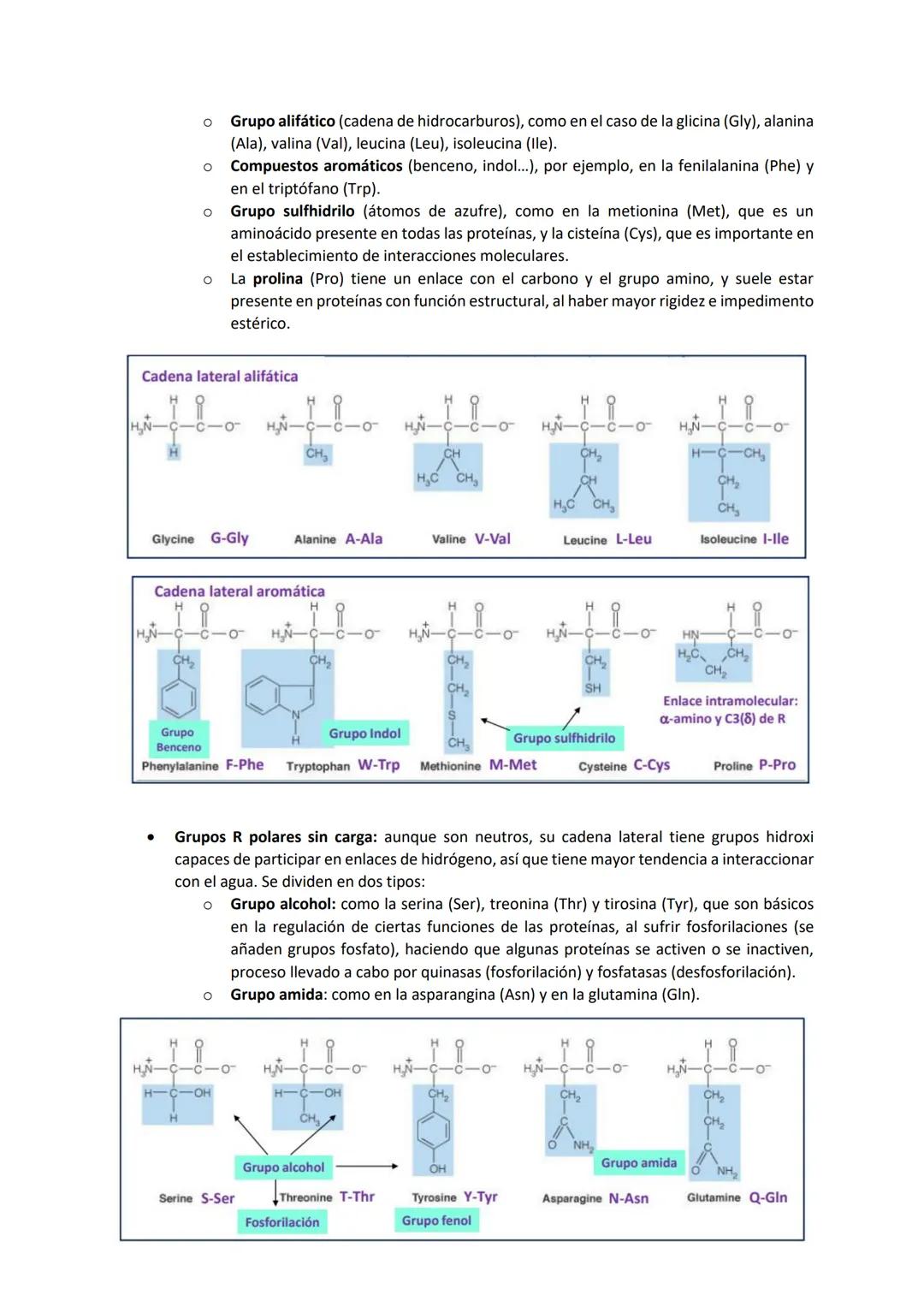 Tema 2 PROTEÍNAS I
Las proteínas son las macromoléculas más abundantes de las células y constituyen más del 50% del
peso seco de las mismas.