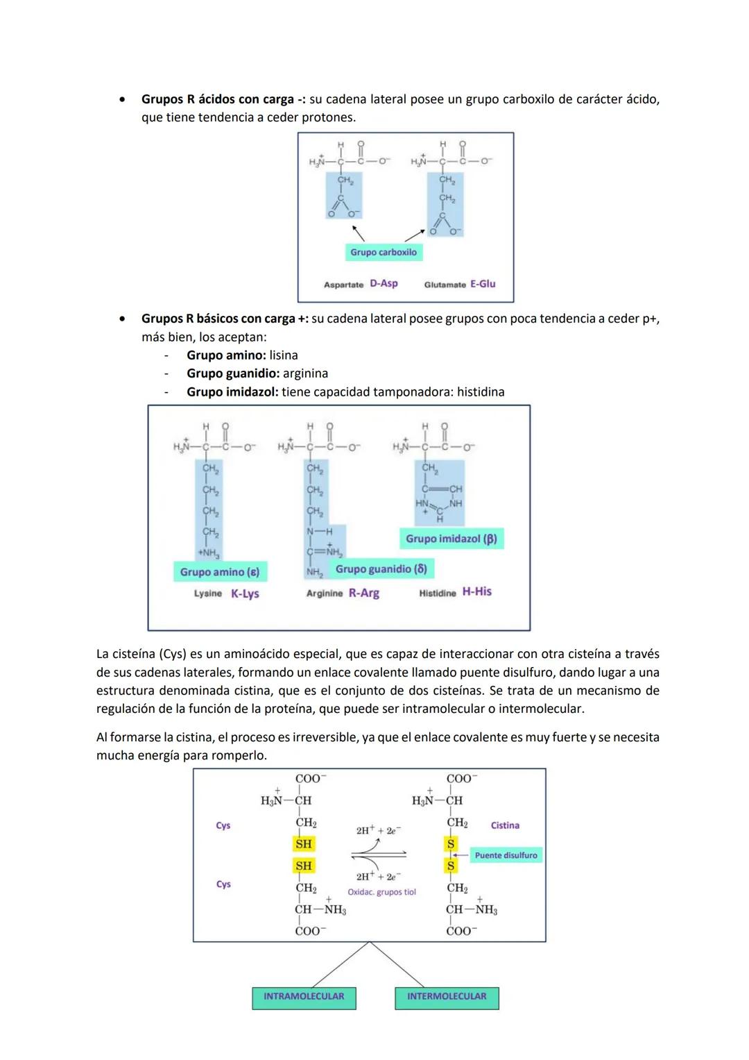 Tema 2 PROTEÍNAS I
Las proteínas son las macromoléculas más abundantes de las células y constituyen más del 50% del
peso seco de las mismas.