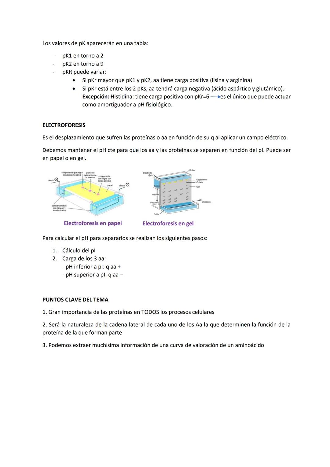 Tema 2 PROTEÍNAS I
Las proteínas son las macromoléculas más abundantes de las células y constituyen más del 50% del
peso seco de las mismas.