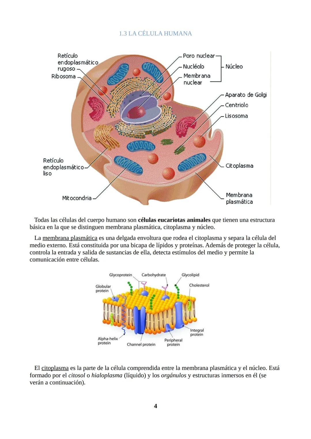 TEMA 1: ORGANIZACIÓN DEL CUERPO HUMANO
1.1. ORGANIZACIÓN DEL CUERPO HUMANO
Nuestro cuerpo tiene tres partes: cabeza, tronco y extremidades.
