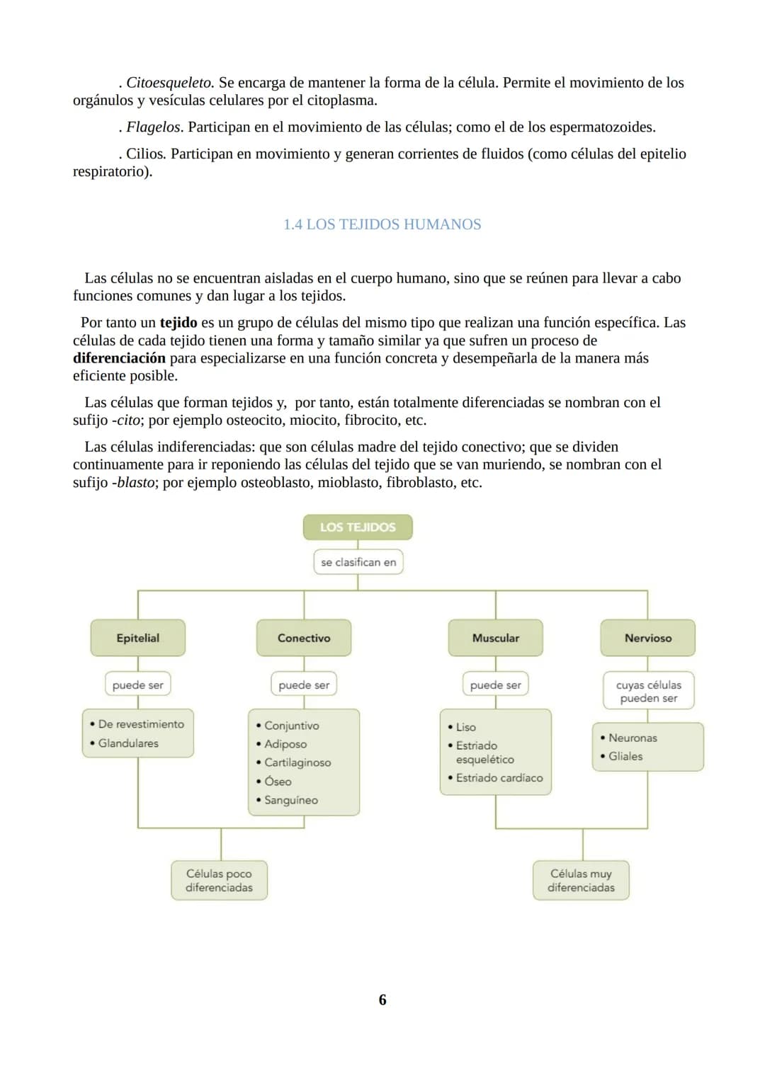 TEMA 1: ORGANIZACIÓN DEL CUERPO HUMANO
1.1. ORGANIZACIÓN DEL CUERPO HUMANO
Nuestro cuerpo tiene tres partes: cabeza, tronco y extremidades.

