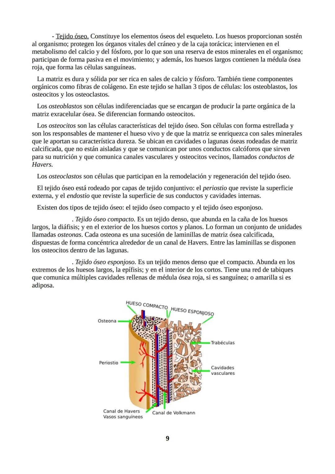 TEMA 1: ORGANIZACIÓN DEL CUERPO HUMANO
1.1. ORGANIZACIÓN DEL CUERPO HUMANO
Nuestro cuerpo tiene tres partes: cabeza, tronco y extremidades.
