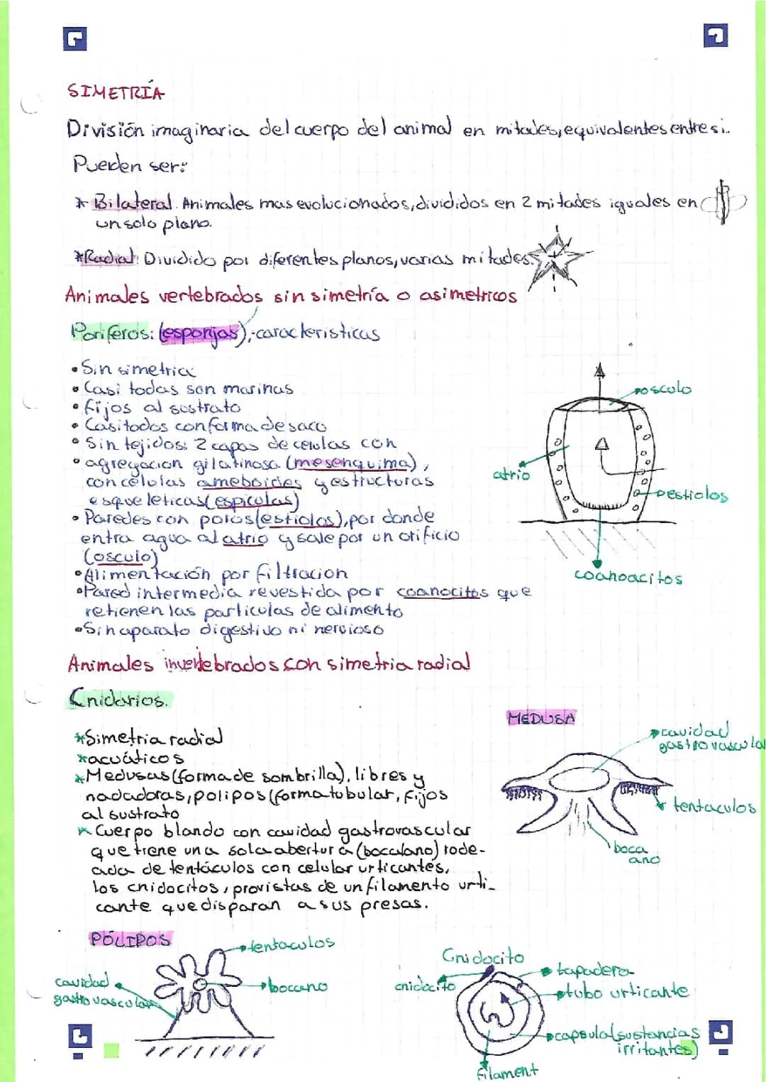 Simetría en animales: radial y bilateral ejemplos