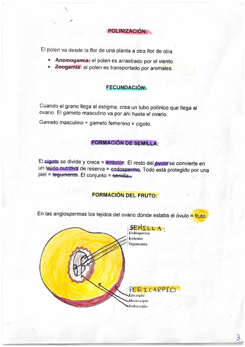 BIOLOGÍA
PRINCIPALES CARCTERÍSTICAS DE LAS PLANTAS:
No pueden desplazarse pero si se mueven.
Crecen y se desarrollan durante toda su vida.
•