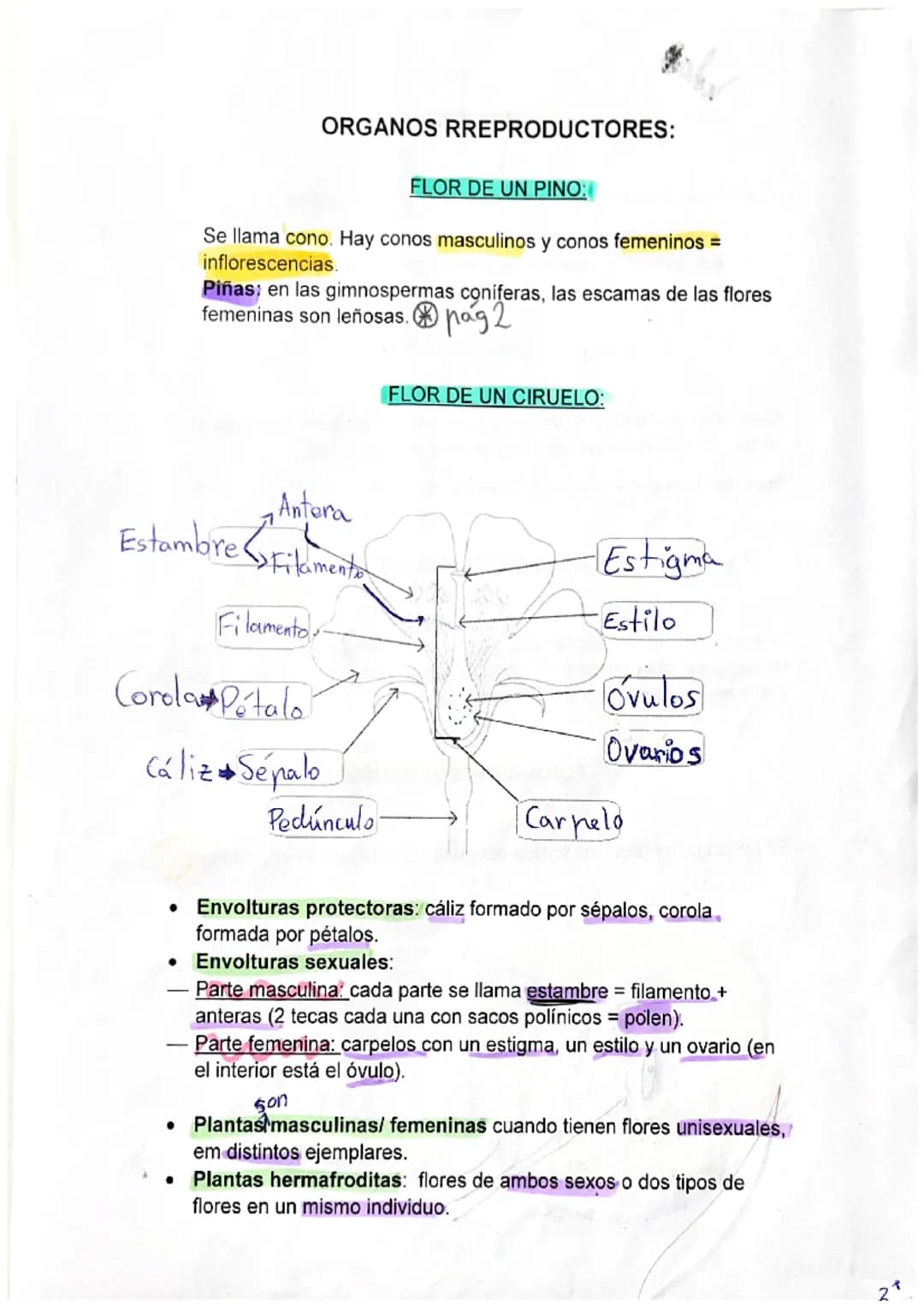 BIOLOGÍA
PRINCIPALES CARCTERÍSTICAS DE LAS PLANTAS:
No pueden desplazarse pero si se mueven.
Crecen y se desarrollan durante toda su vida.
•
