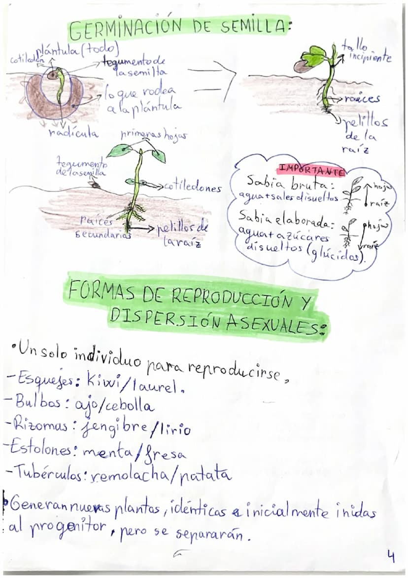 BIOLOGÍA
PRINCIPALES CARCTERÍSTICAS DE LAS PLANTAS:
No pueden desplazarse pero si se mueven.
Crecen y se desarrollan durante toda su vida.
•