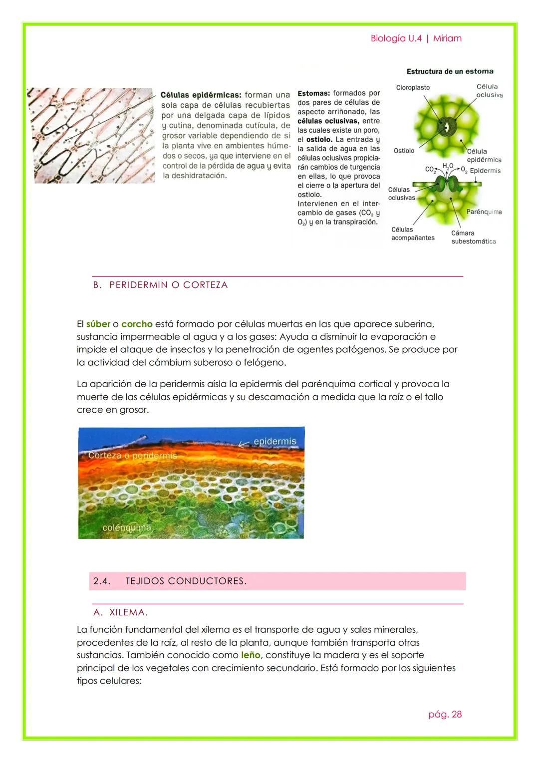 # Histología Animal y Vegetal

UNIDAD 3

Biología U.4 | Miriam

pág. 22 # 1. LA ORGANIZACIÓN PLURICELULAR. LOS TEJIDOS.

Un organismo pluric
