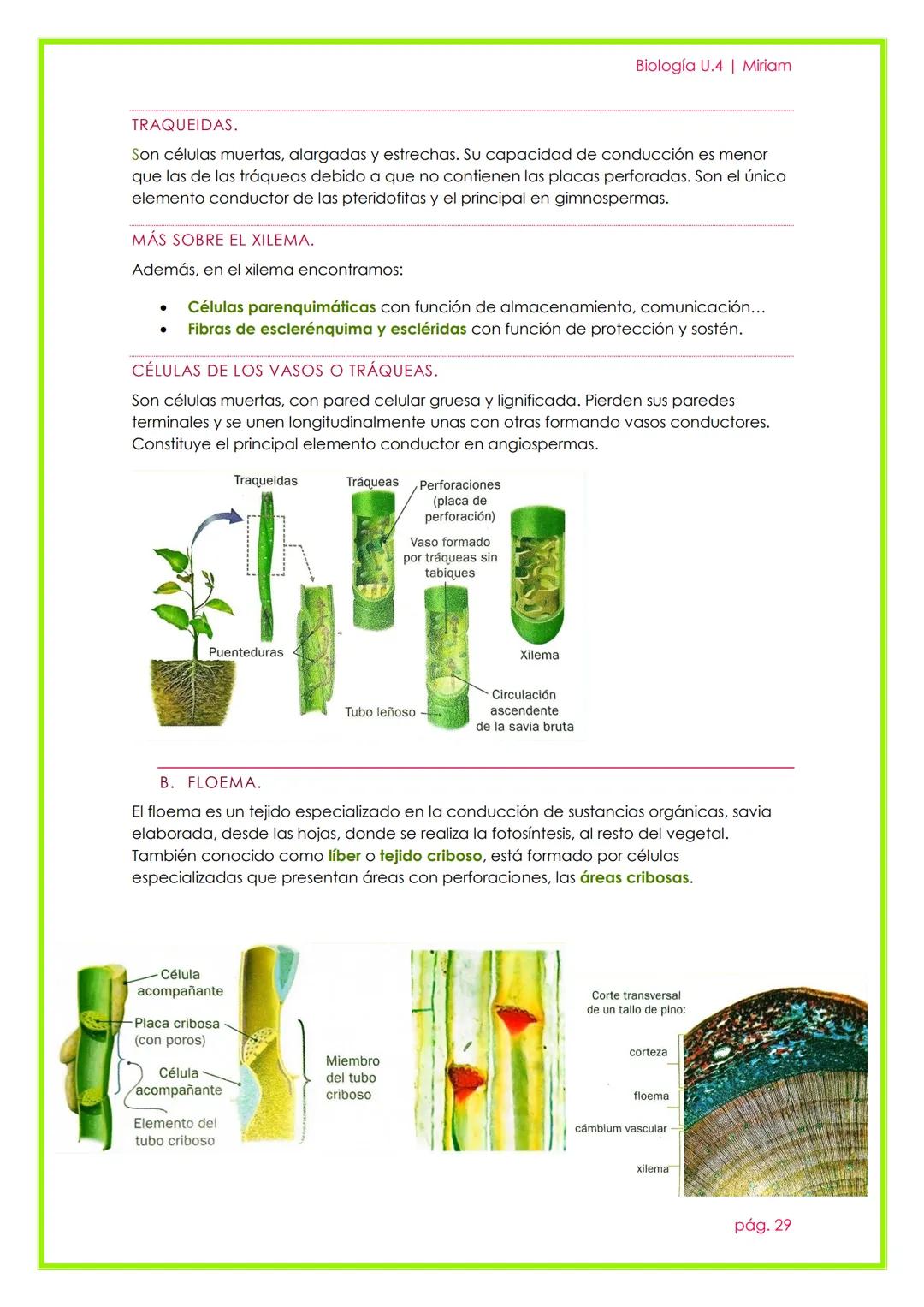 # Histología Animal y Vegetal

UNIDAD 3

Biología U.4 | Miriam

pág. 22 # 1. LA ORGANIZACIÓN PLURICELULAR. LOS TEJIDOS.

Un organismo pluric