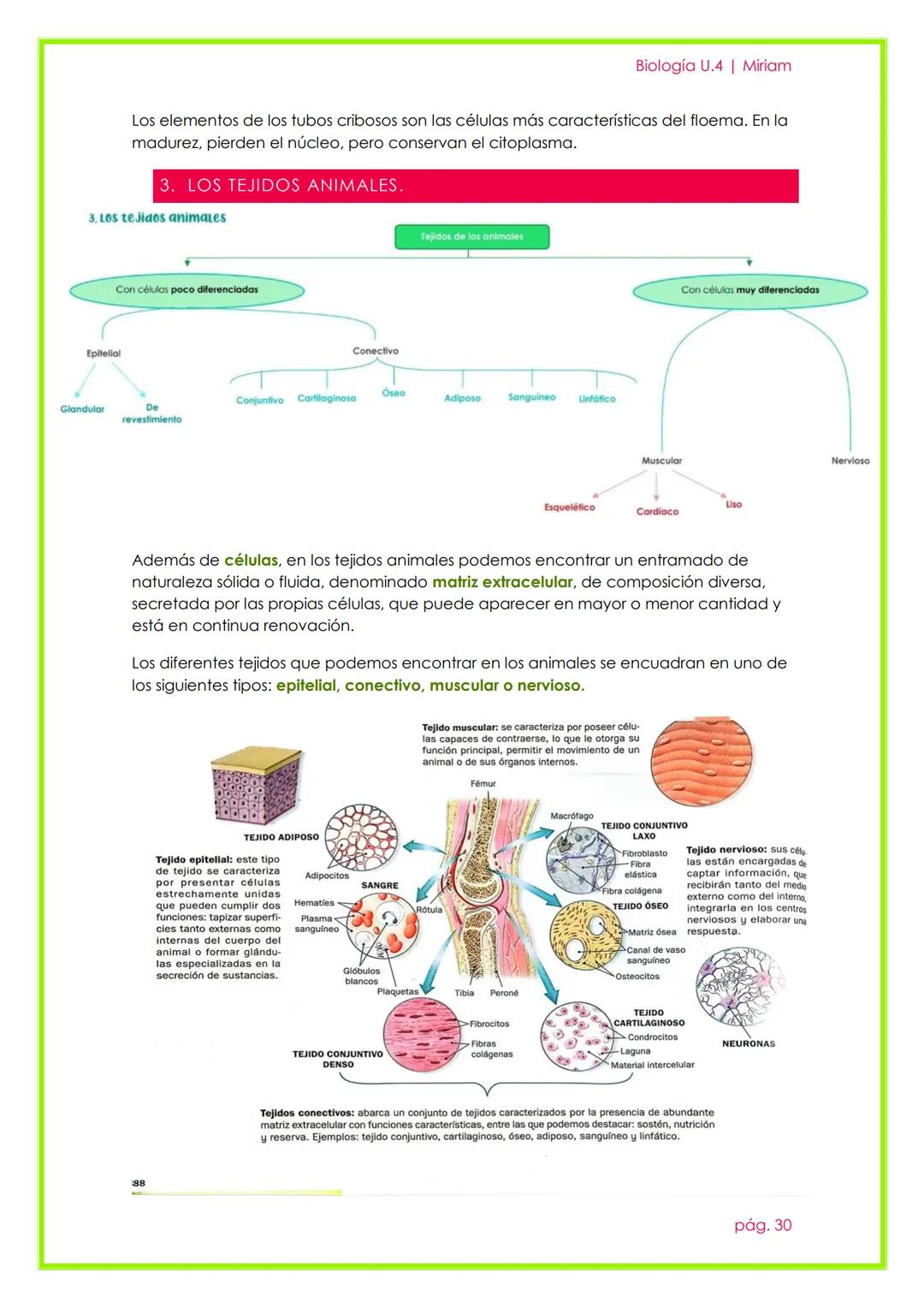 # Histología Animal y Vegetal

UNIDAD 3

Biología U.4 | Miriam

pág. 22 # 1. LA ORGANIZACIÓN PLURICELULAR. LOS TEJIDOS.

Un organismo pluric