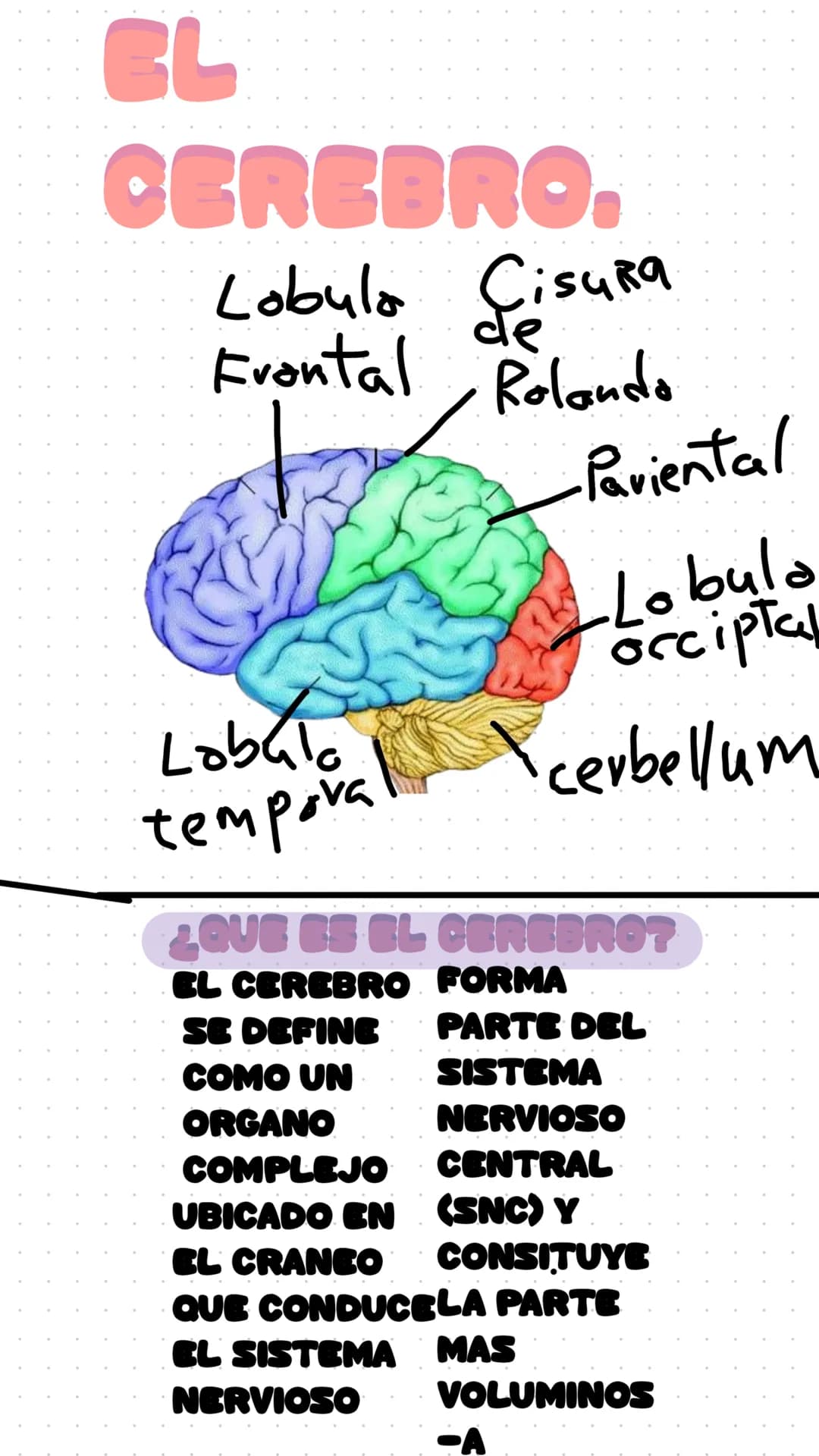 EL
CEREBRO.
Lobula Cisura
de
Rolando
Frontal
Lobało
tempora
-Paviental
-Lobula
occiptal
cerbellum
QUE ES EL CEREBROT
EL CEREBRO
SE DEFINE
CO