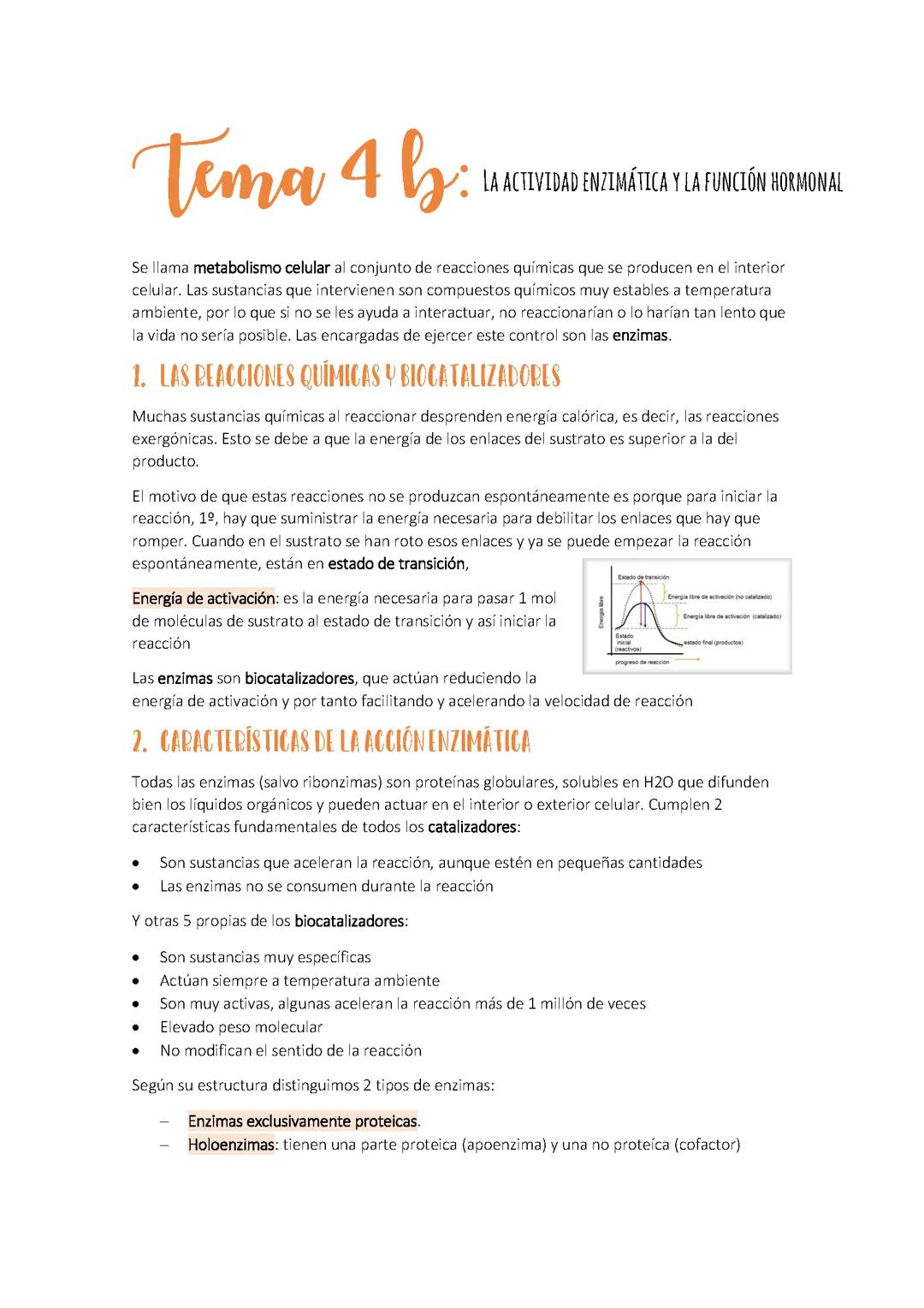 Qué Son las Enzimas y Su Rol en la Actividad Enzimática