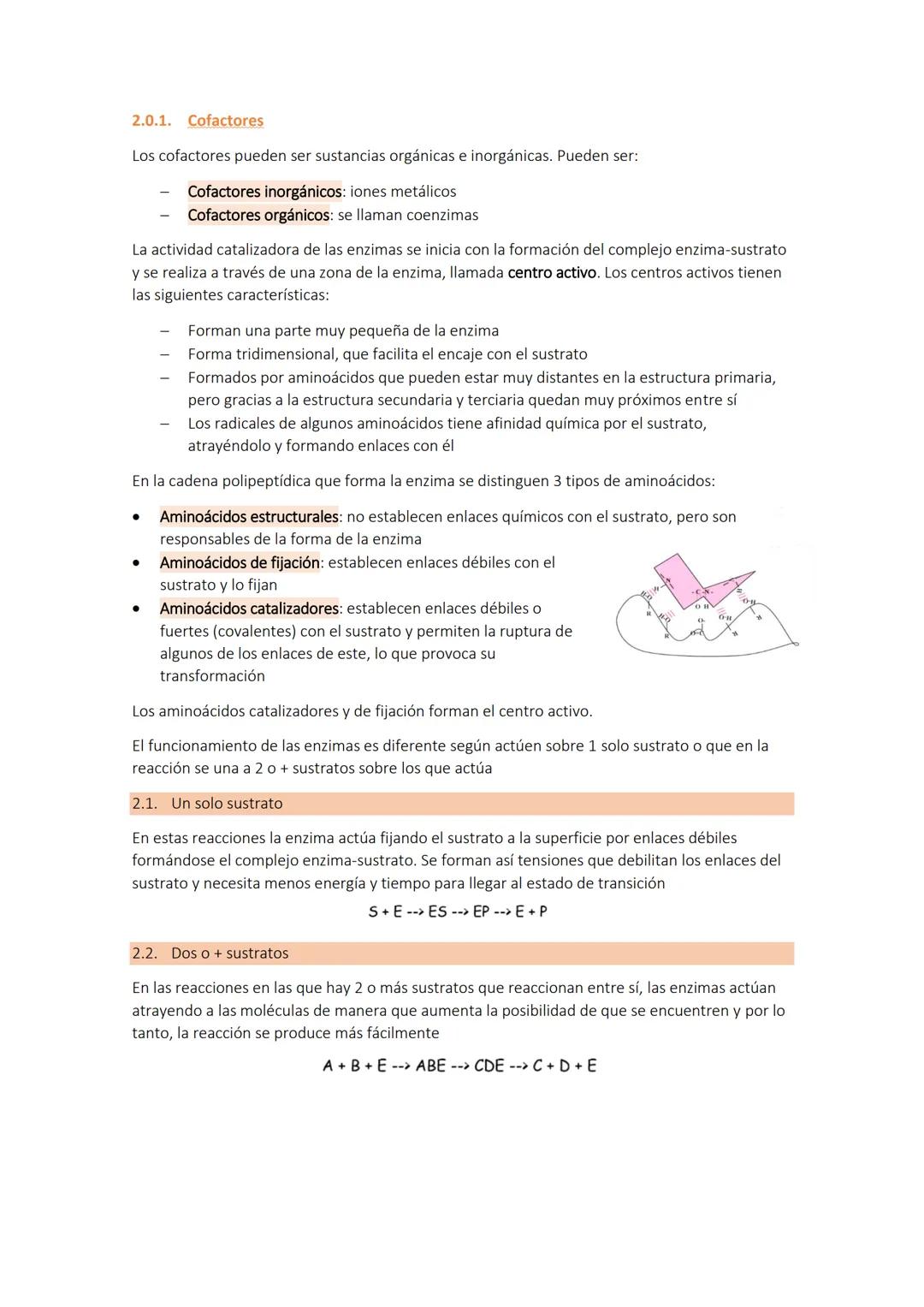 Tema 4 b
LA ACTIVIDAD ENZIMÁTICA Y LA FUNCIÓN HORMONAL
Se llama metabolismo celular al conjunto de reacciones químicas que se producen en el