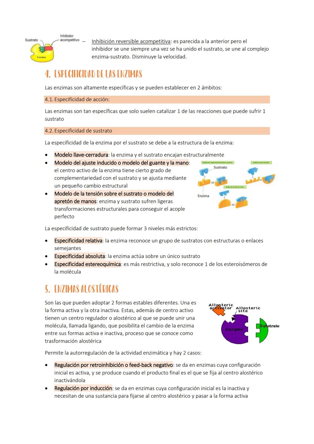 Tema 4 b
LA ACTIVIDAD ENZIMÁTICA Y LA FUNCIÓN HORMONAL
Se llama metabolismo celular al conjunto de reacciones químicas que se producen en el
