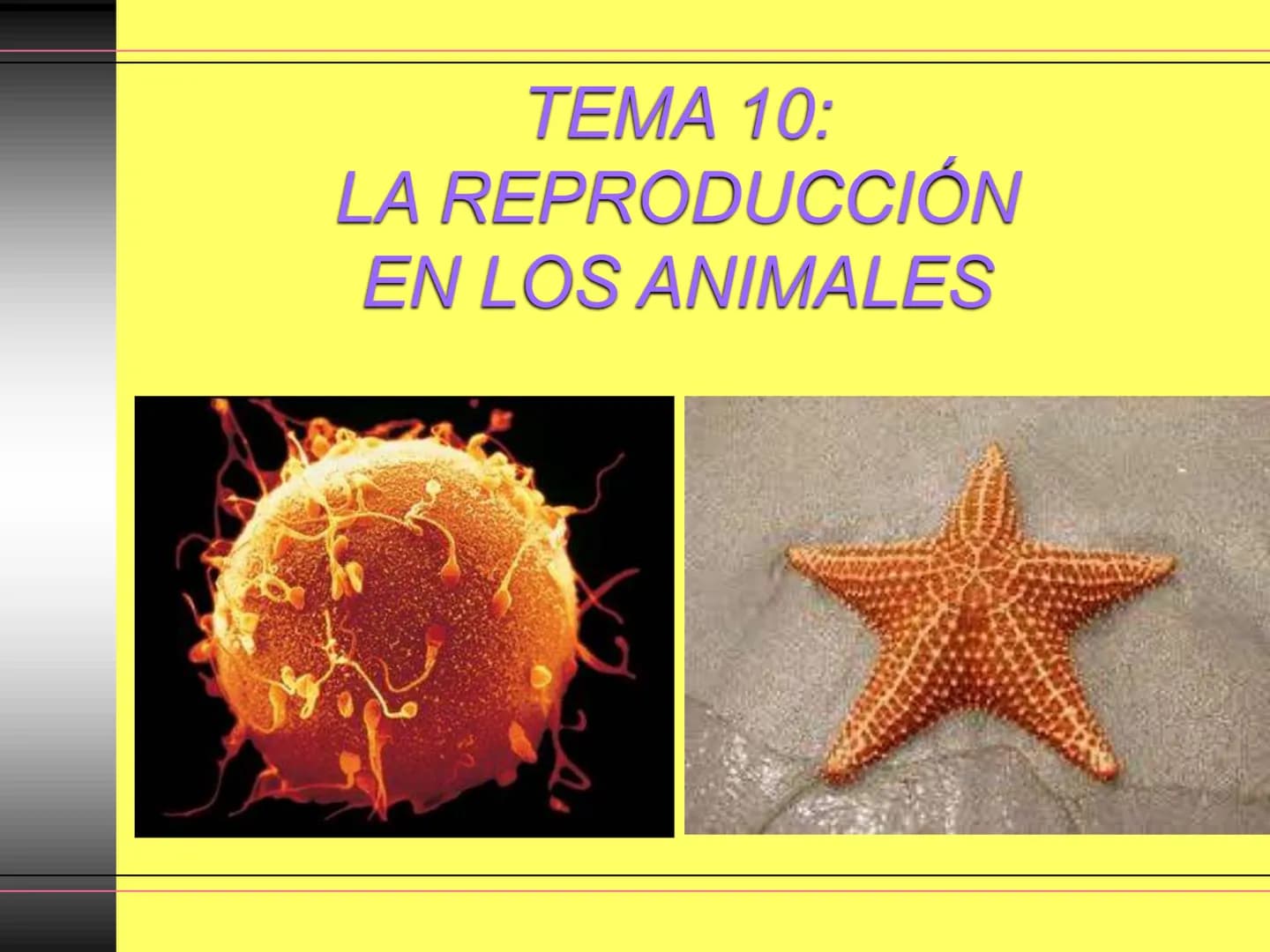TEMA 10:
LA REPRODUCCIÓN
EN LOS ANIMALES
K La función de reproducción en
los animales
●
●
●
Proceso por el que los animales forman
individuo