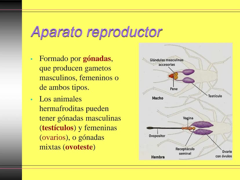 TEMA 10:
LA REPRODUCCIÓN
EN LOS ANIMALES
K La función de reproducción en
los animales
●
●
●
Proceso por el que los animales forman
individuo