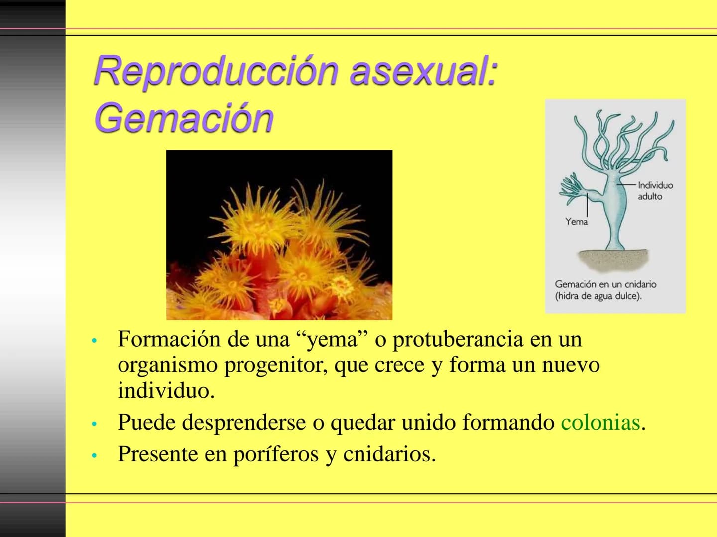TEMA 10:
LA REPRODUCCIÓN
EN LOS ANIMALES
K La función de reproducción en
los animales
●
●
●
Proceso por el que los animales forman
individuo