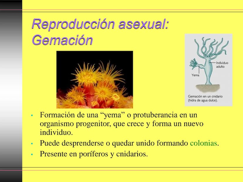 TEMA 10:
LA REPRODUCCIÓN
EN LOS ANIMALES
K La función de reproducción en
los animales
●
●
●
Proceso por el que los animales forman
individuo