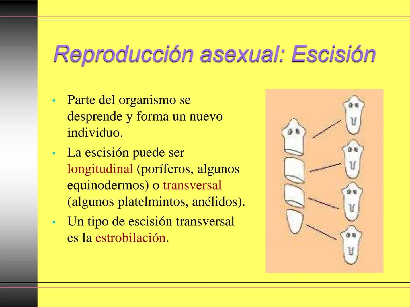 TEMA 10:
LA REPRODUCCIÓN
EN LOS ANIMALES
K La función de reproducción en
los animales
●
●
●
Proceso por el que los animales forman
individuo