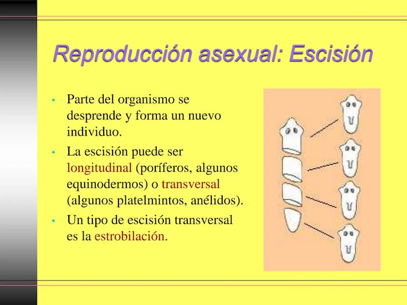 TEMA 10:
LA REPRODUCCIÓN
EN LOS ANIMALES
K La función de reproducción en
los animales
●
●
●
Proceso por el que los animales forman
individuo