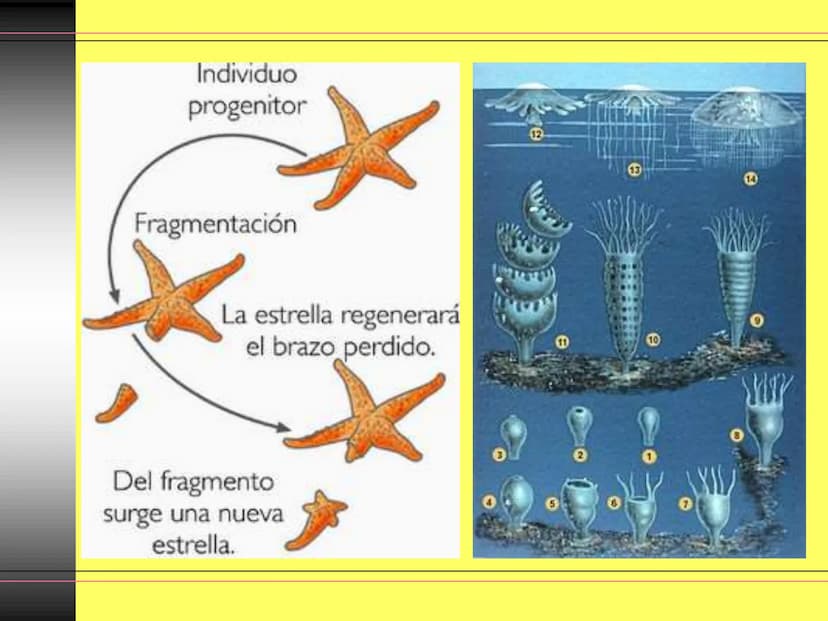 TEMA 10:
LA REPRODUCCIÓN
EN LOS ANIMALES
K La función de reproducción en
los animales
●
●
●
Proceso por el que los animales forman
individuo