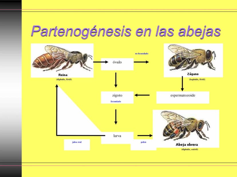 TEMA 10:
LA REPRODUCCIÓN
EN LOS ANIMALES
K La función de reproducción en
los animales
●
●
●
Proceso por el que los animales forman
individuo