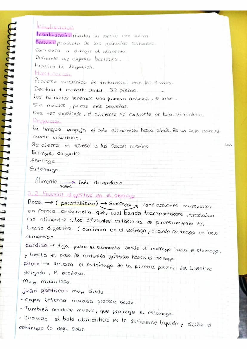 Nutricion Aparatos Digestivo y Prepiratorio
£ la noticia bemance
Es un organismo pluricelular no todas las células pueden resticas
la funció
