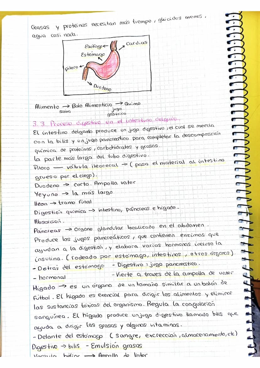 Nutricion Aparatos Digestivo y Prepiratorio
£ la noticia bemance
Es un organismo pluricelular no todas las células pueden resticas
la funció