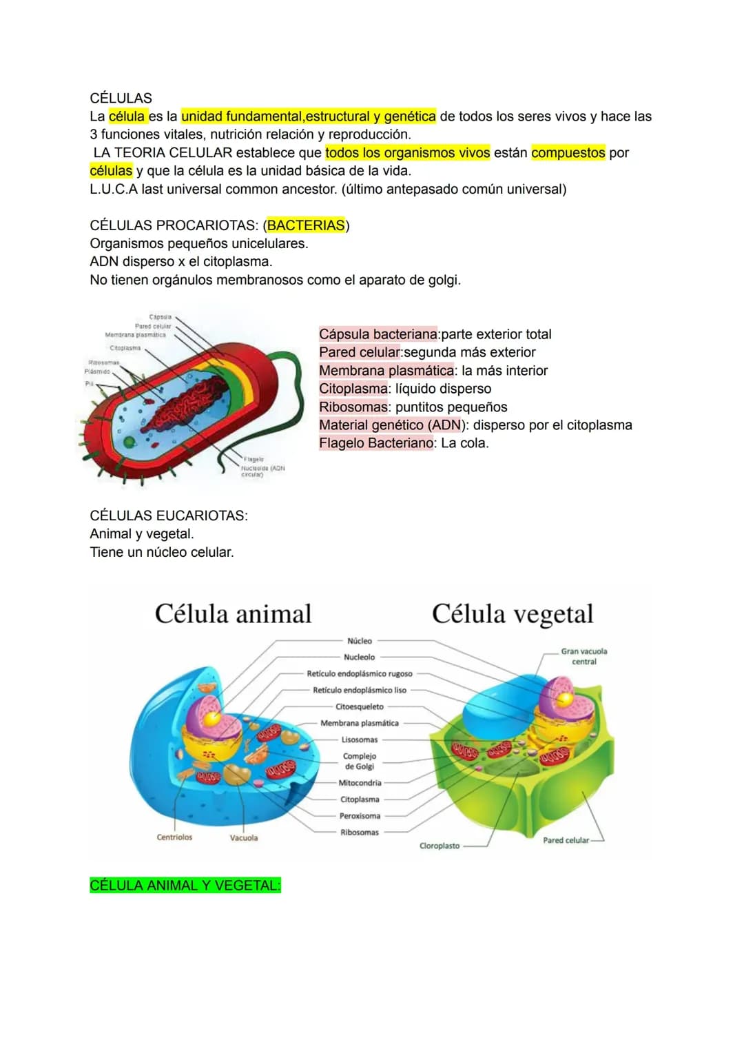 Estructura y funciones de la célula animal y vegetal