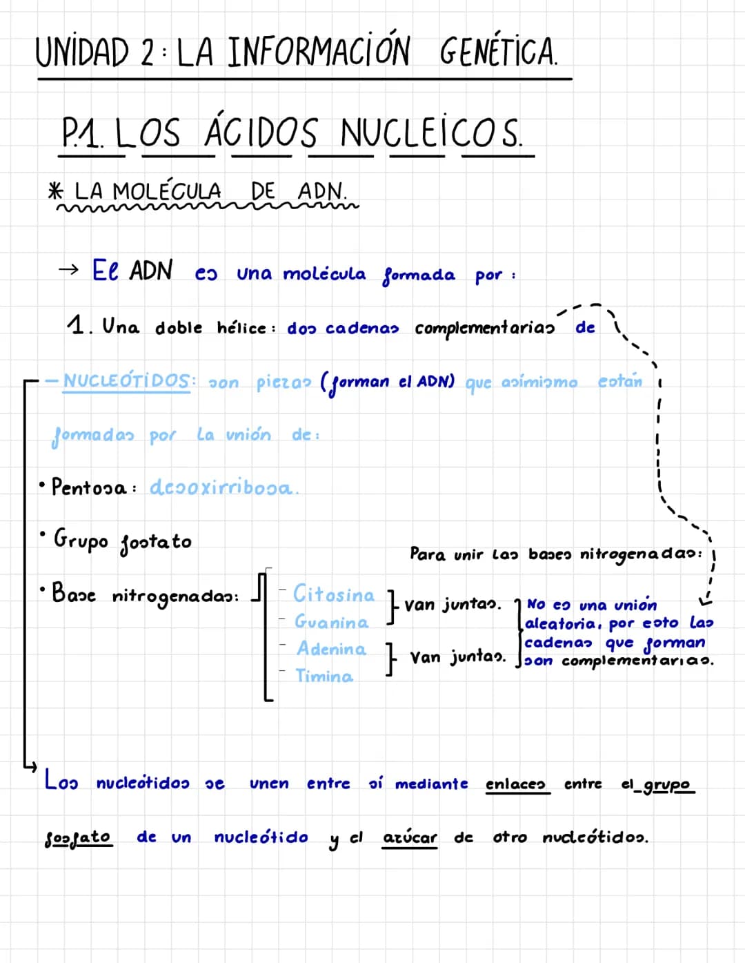 UNIDAD 2: LA INFORMACIÓN GENÉTICA.
P.A. LOS ÁCIDOS NUCLEICOS.
* LA MOLÉCULA DE ADN.
→ Ee ADN es una molécula formada por:
1. Una doble hélic
