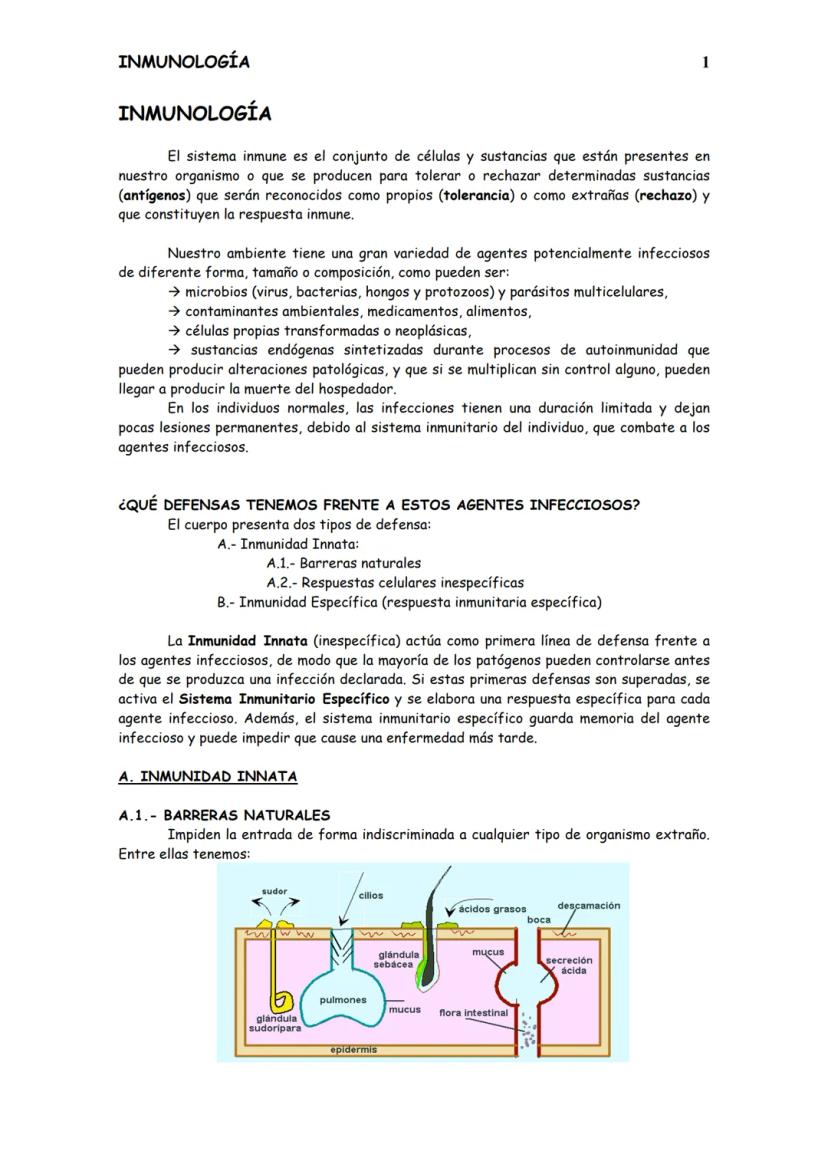 
<p>El sistema inmunitario es el conjunto de células y sustancias presentes en nuestro organismo, o que se producen para tolerar o rechazar 