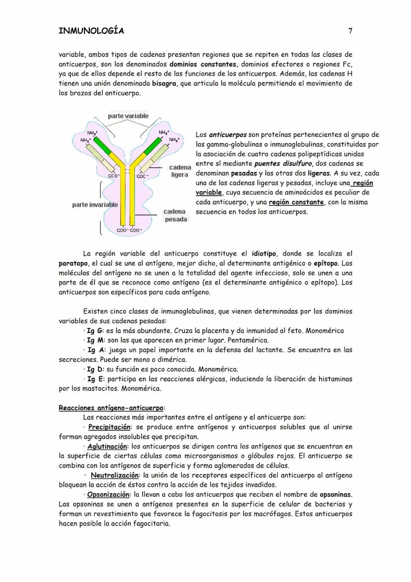 
<p>El sistema inmunitario es el conjunto de células y sustancias presentes en nuestro organismo, o que se producen para tolerar o rechazar 