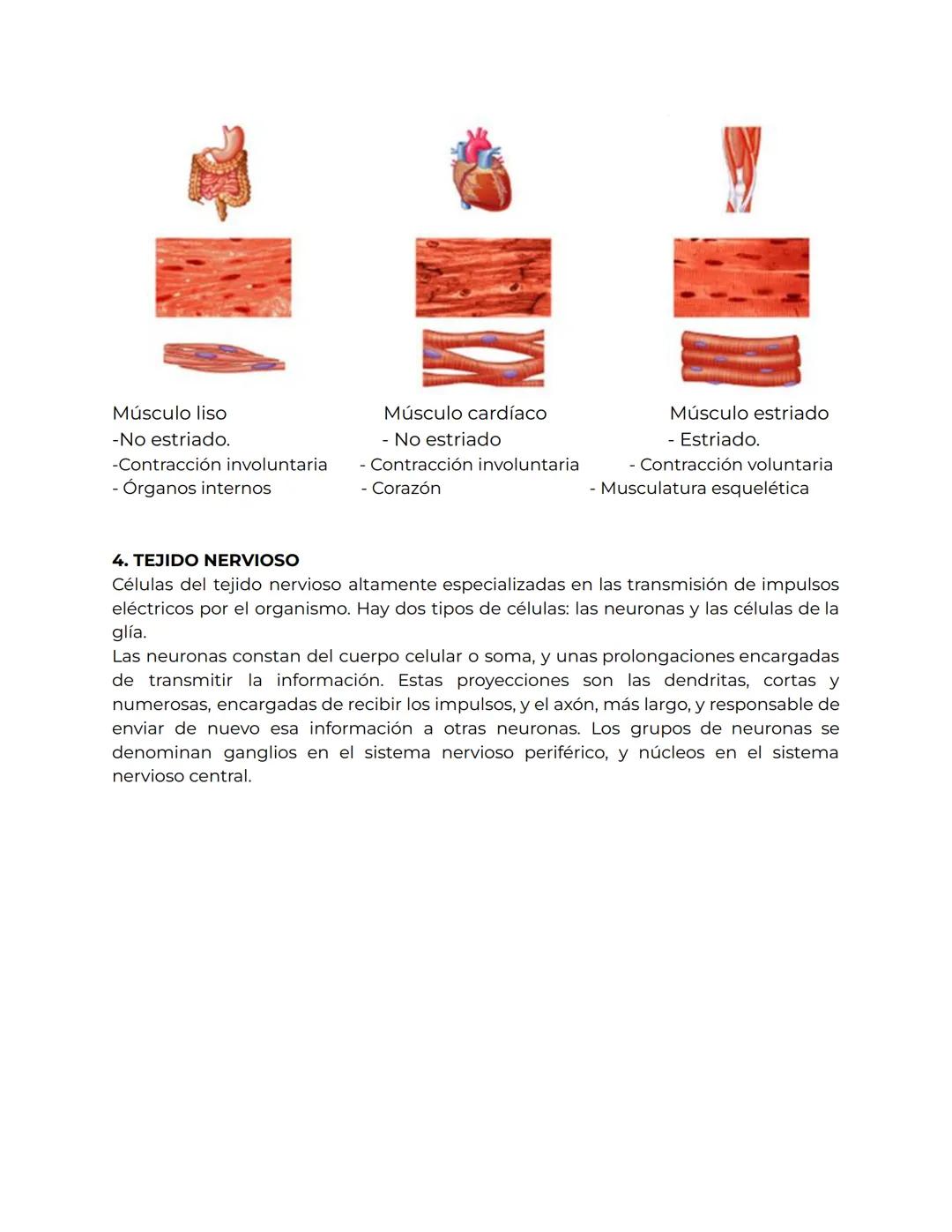 TIPOS DE TEJIDOS
1.TEJIDO EPITELIAL: es un tejido que consta de una gran cantidad de células
que se superponen tapizando cavidades del cuerp