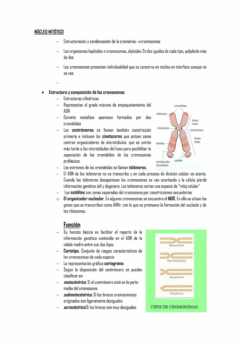 2.5 ORGÁNULOS MEMBRANOSOS
1. Sistemas de citomembranas. Vesículas membranosas relacionadas entre sí y con la membrana
nuclear. RE, APTO de G
