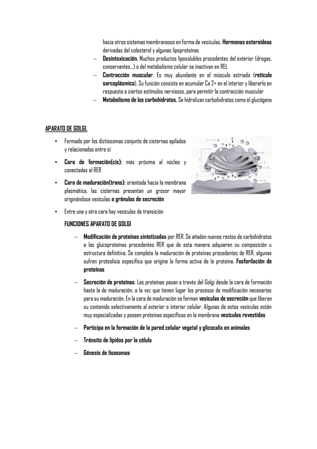 2.5 ORGÁNULOS MEMBRANOSOS
1. Sistemas de citomembranas. Vesículas membranosas relacionadas entre sí y con la membrana
nuclear. RE, APTO de G