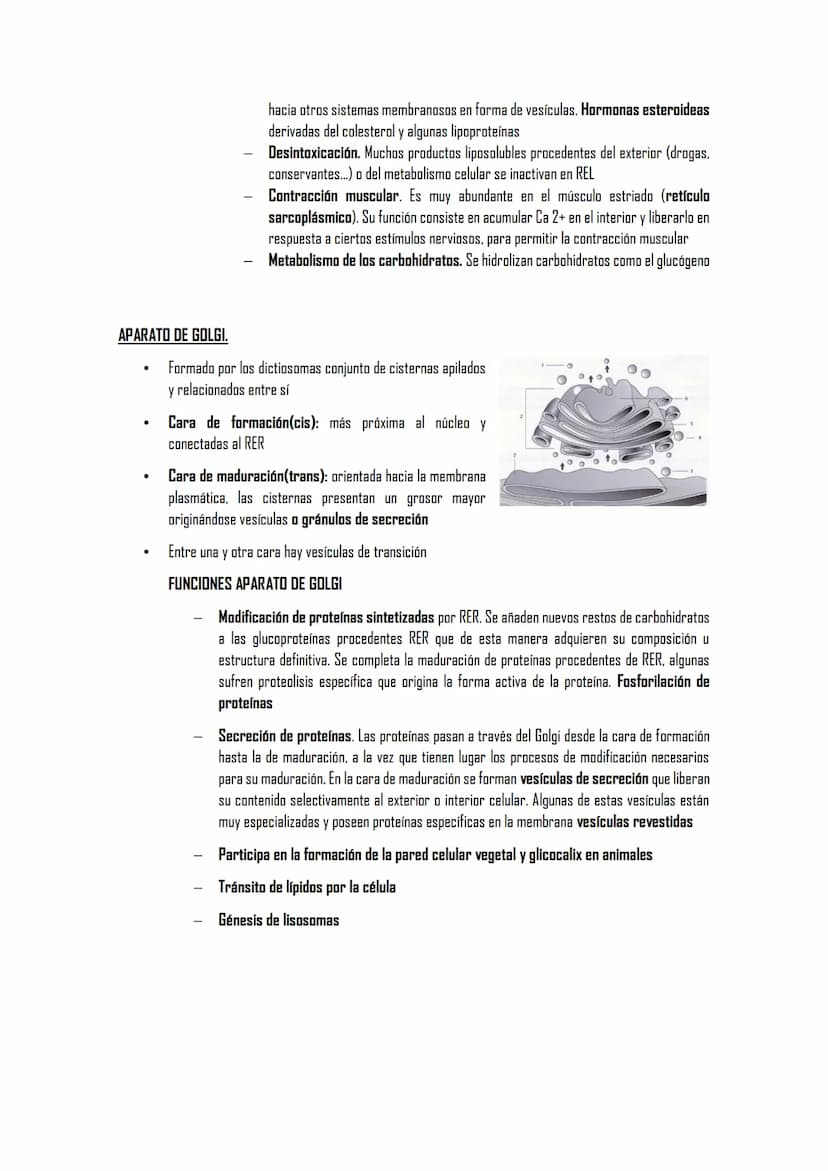 2.5 ORGÁNULOS MEMBRANOSOS
1. Sistemas de citomembranas. Vesículas membranosas relacionadas entre sí y con la membrana
nuclear. RE, APTO de G