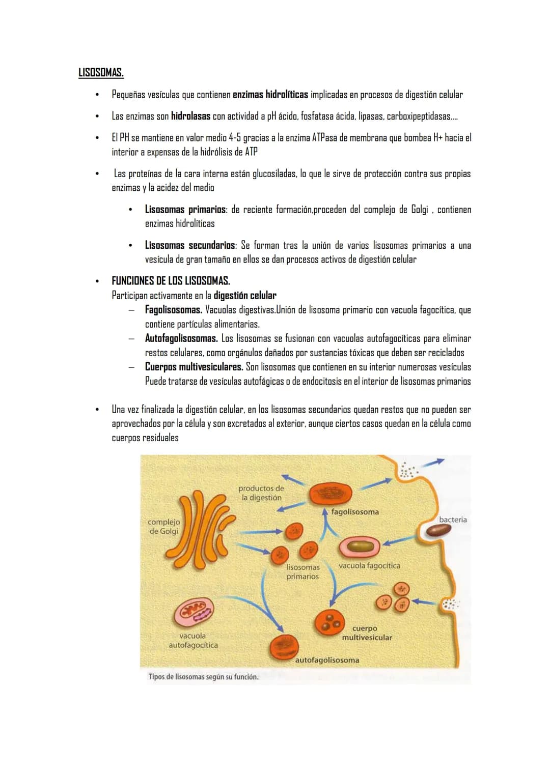 2.5 ORGÁNULOS MEMBRANOSOS
1. Sistemas de citomembranas. Vesículas membranosas relacionadas entre sí y con la membrana
nuclear. RE, APTO de G