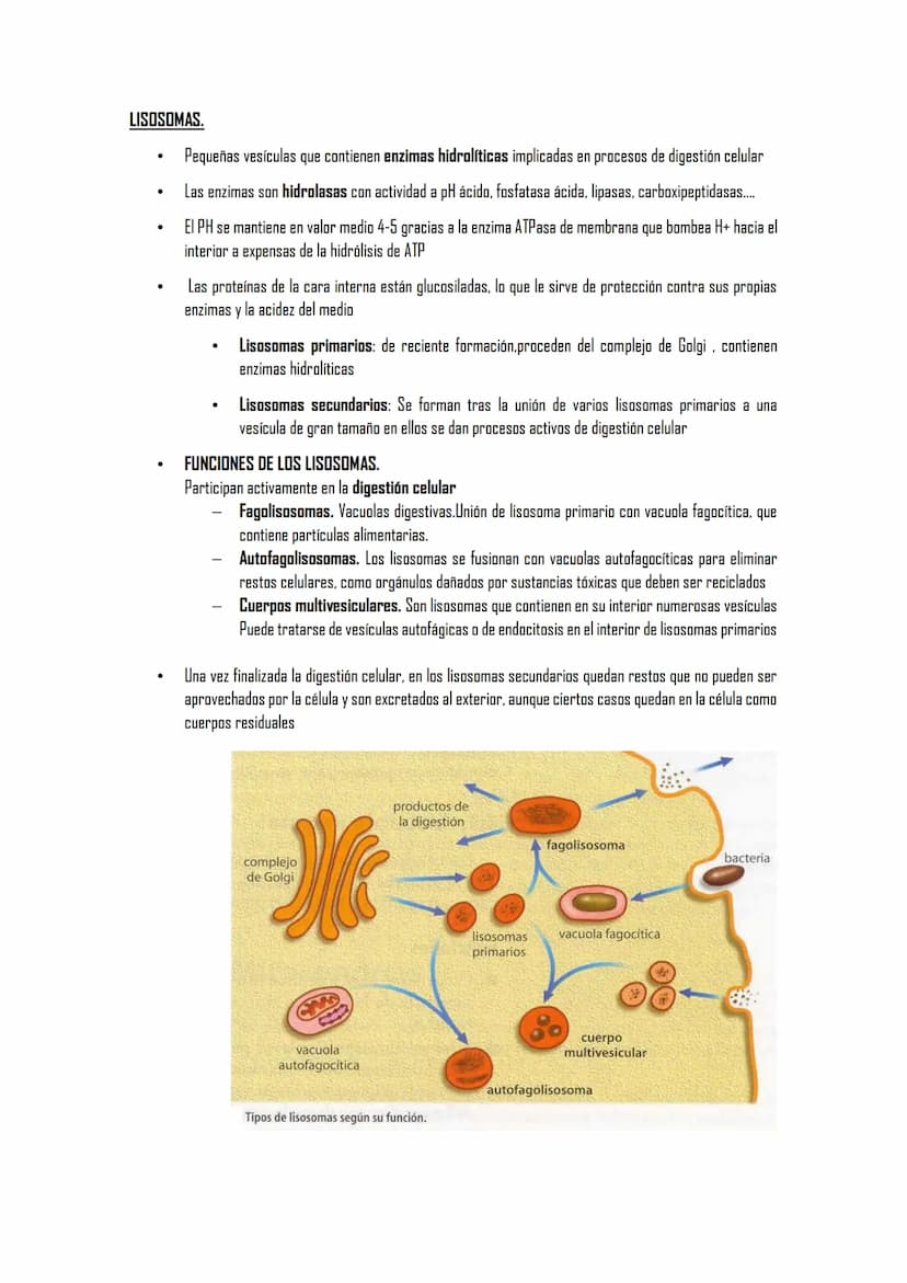 2.5 ORGÁNULOS MEMBRANOSOS
1. Sistemas de citomembranas. Vesículas membranosas relacionadas entre sí y con la membrana
nuclear. RE, APTO de G