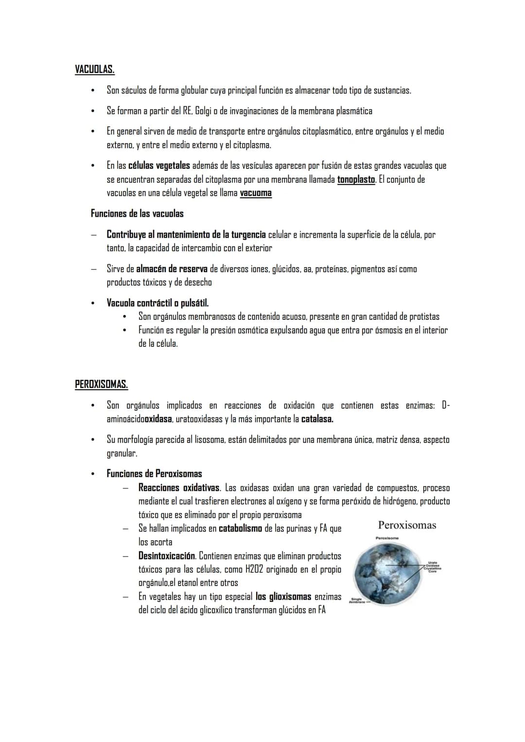 2.5 ORGÁNULOS MEMBRANOSOS
1. Sistemas de citomembranas. Vesículas membranosas relacionadas entre sí y con la membrana
nuclear. RE, APTO de G