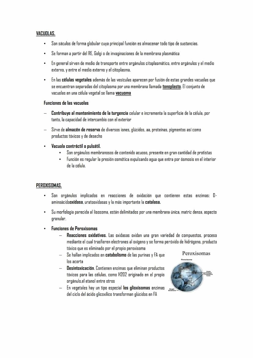 2.5 ORGÁNULOS MEMBRANOSOS
1. Sistemas de citomembranas. Vesículas membranosas relacionadas entre sí y con la membrana
nuclear. RE, APTO de G