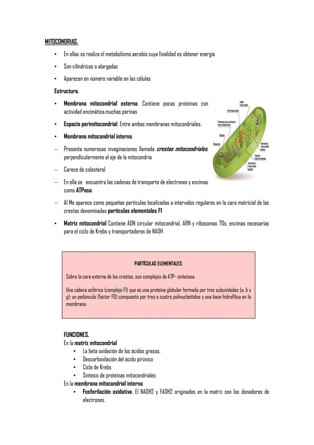 2.5 ORGÁNULOS MEMBRANOSOS
1. Sistemas de citomembranas. Vesículas membranosas relacionadas entre sí y con la membrana
nuclear. RE, APTO de G