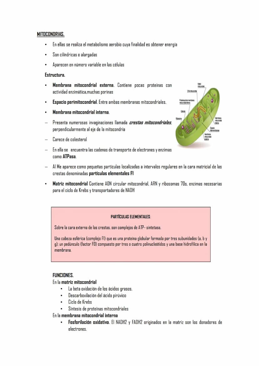 2.5 ORGÁNULOS MEMBRANOSOS
1. Sistemas de citomembranas. Vesículas membranosas relacionadas entre sí y con la membrana
nuclear. RE, APTO de G