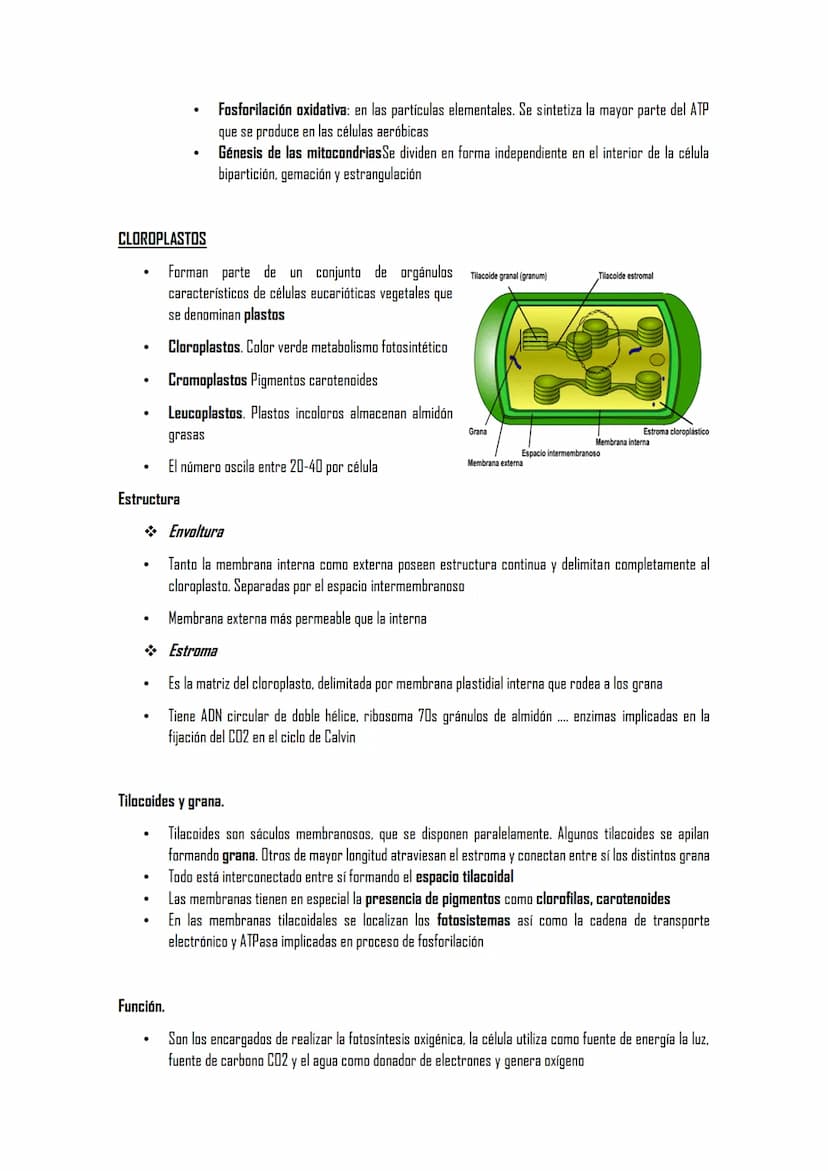 2.5 ORGÁNULOS MEMBRANOSOS
1. Sistemas de citomembranas. Vesículas membranosas relacionadas entre sí y con la membrana
nuclear. RE, APTO de G