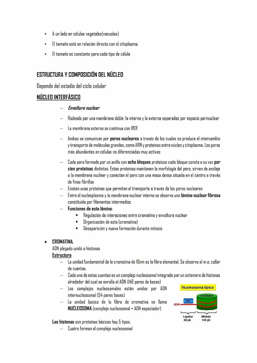 2.5 ORGÁNULOS MEMBRANOSOS
1. Sistemas de citomembranas. Vesículas membranosas relacionadas entre sí y con la membrana
nuclear. RE, APTO de G