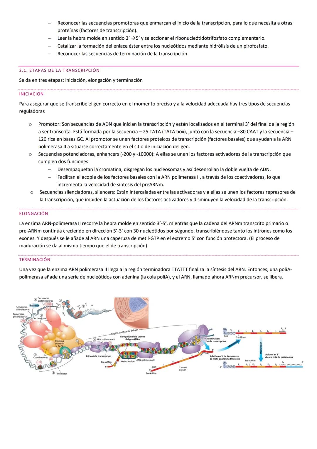 TEMA 10. HERENCIA GENÉTICA
PRINCIPIOS BÁSICOS DE LA HERENCIA
La herencia, es la transmisión de información genética de progenitores a su des