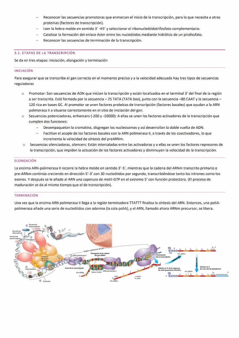 TEMA 10. HERENCIA GENÉTICA
PRINCIPIOS BÁSICOS DE LA HERENCIA
La herencia, es la transmisión de información genética de progenitores a su des